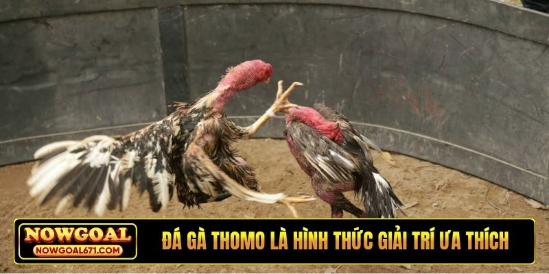 Đá gà Thomo là hình thức giải trí ưa thích tại Nowgoal